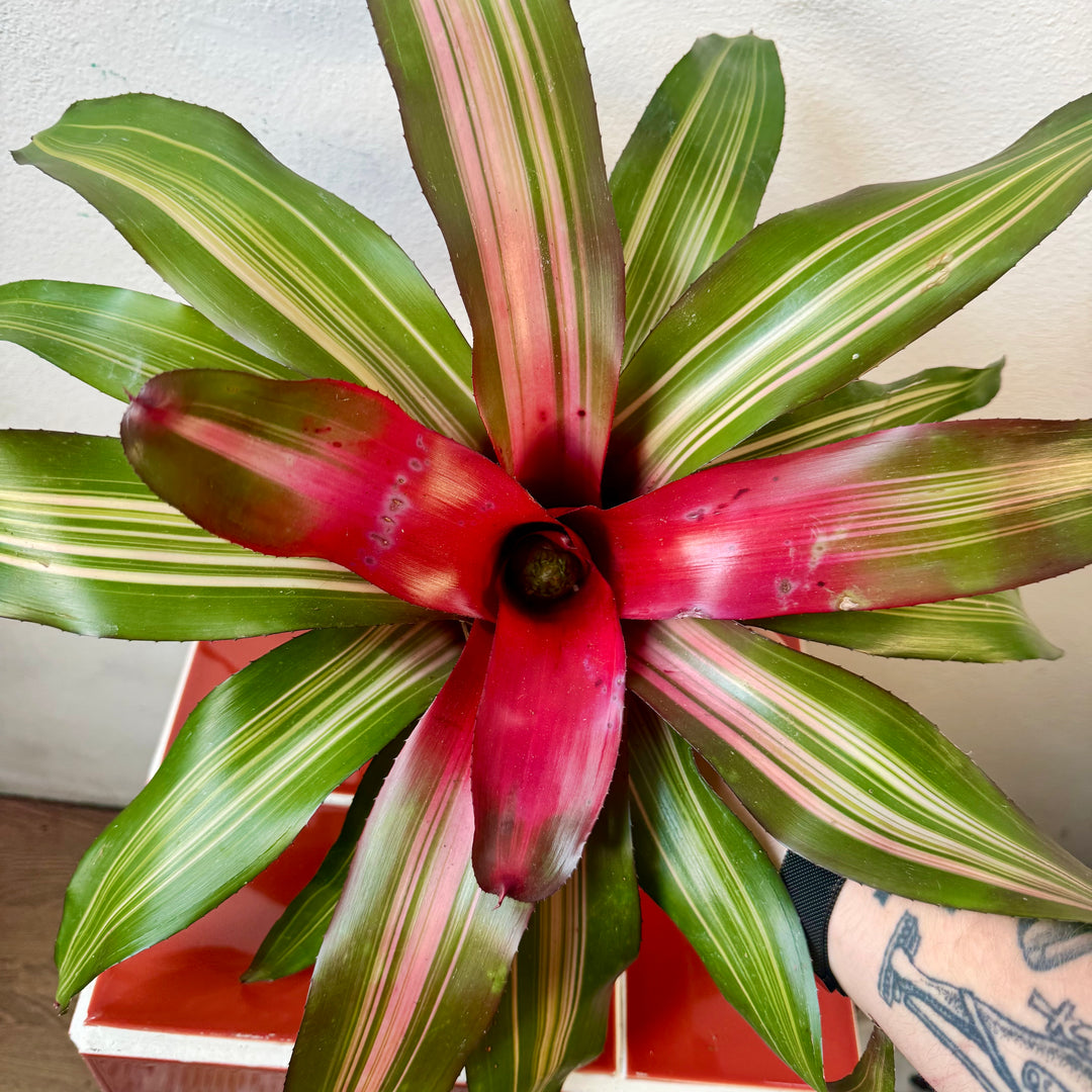 Neoregelia rosea - Blushing Bromeliad