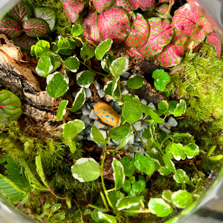 Plant.Studio 'Jurassic Park' Terrarium