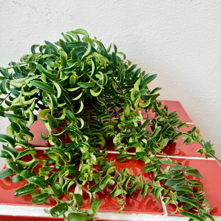 Aeschynanthus Twister - lipstick plant
