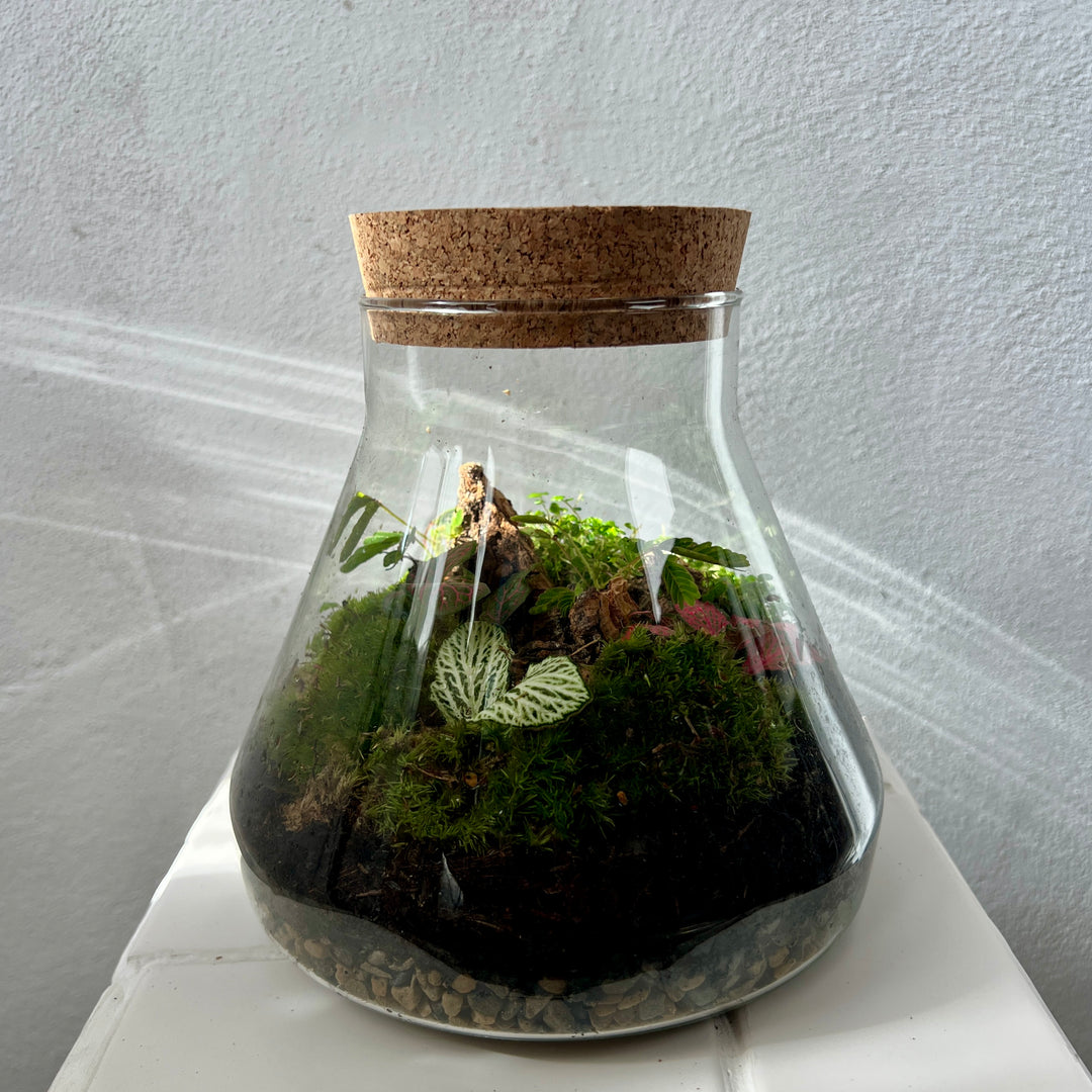 Plant.Studio 'Jungle Floor' Terrarium