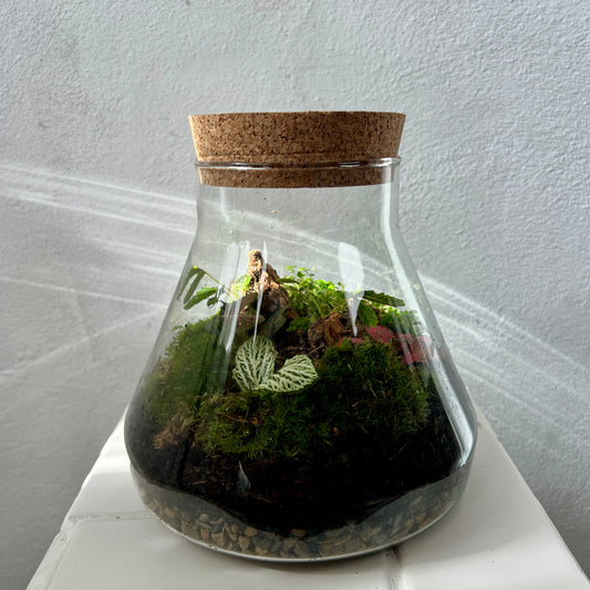 Plant.Studio 'Jungle Floor' Terrarium