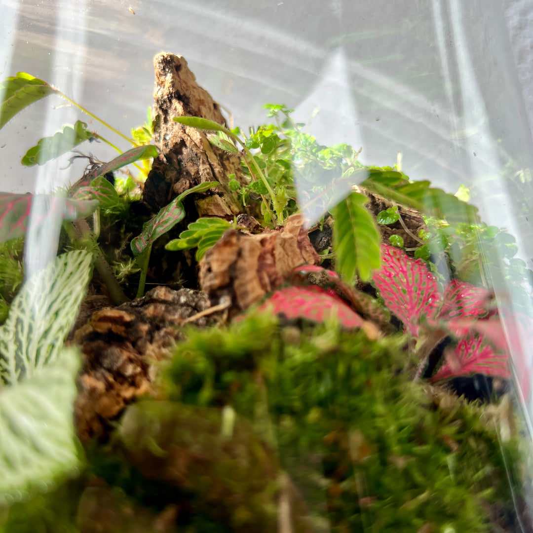 Plant.Studio 'Jungle Floor' Terrarium