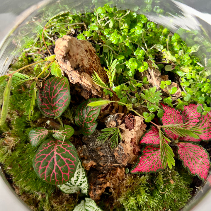 Plant.Studio 'Jungle Floor' Terrarium