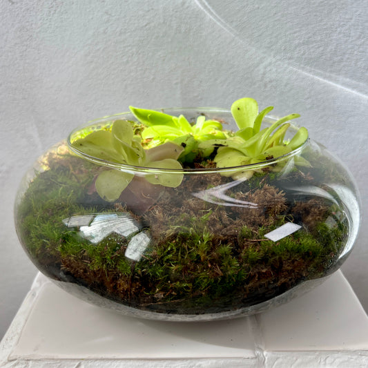 Plant.Studio 'Ping Island' Open Terrarium