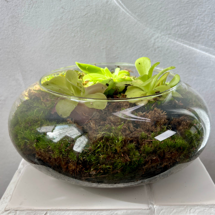 Plant.Studio 'Ping Island' Open Terrarium