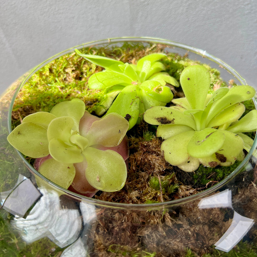 Plant.Studio 'Ping Island' Open Terrarium