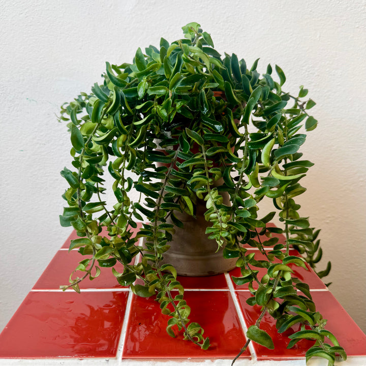 Aeschynanthus Twister - lipstick plant