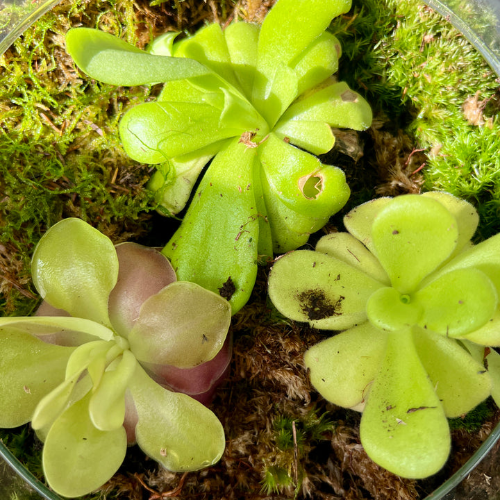 Plant.Studio 'Ping Island' Open Terrarium