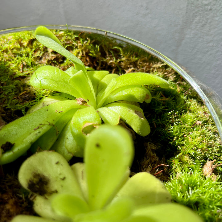 Plant.Studio 'Ping Island' Open Terrarium