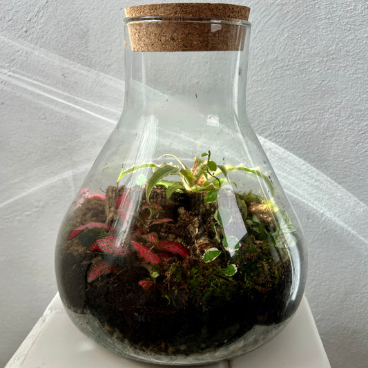 Plant.Studio 'Into the Woods' Terrarium