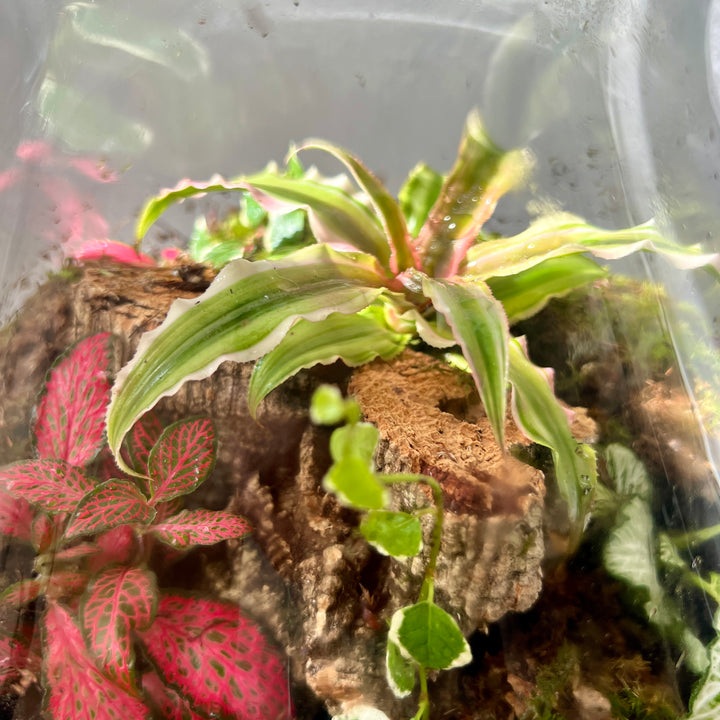 Plant.Studio 'Into the Woods' Terrarium