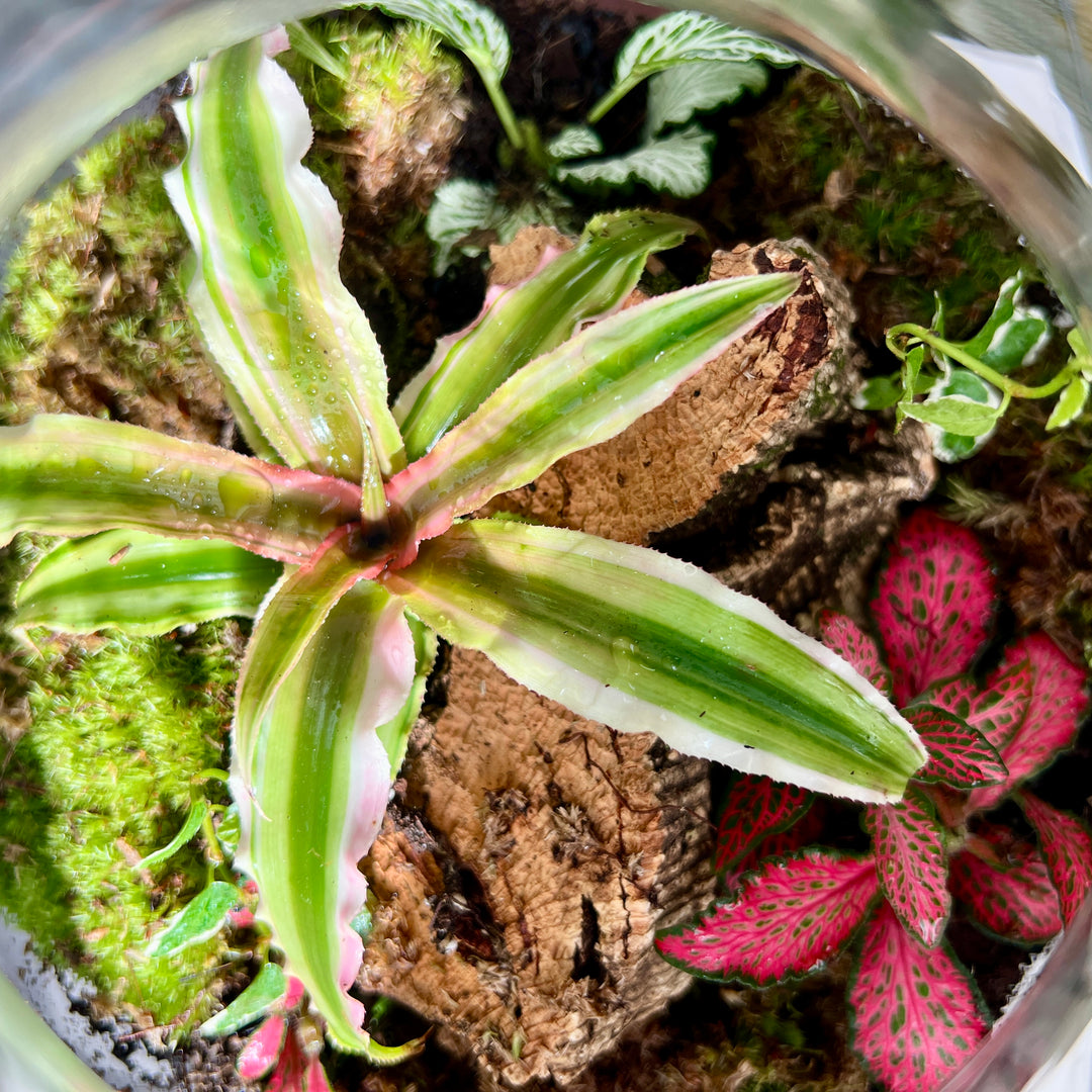 Plant.Studio 'Into the Woods' Terrarium