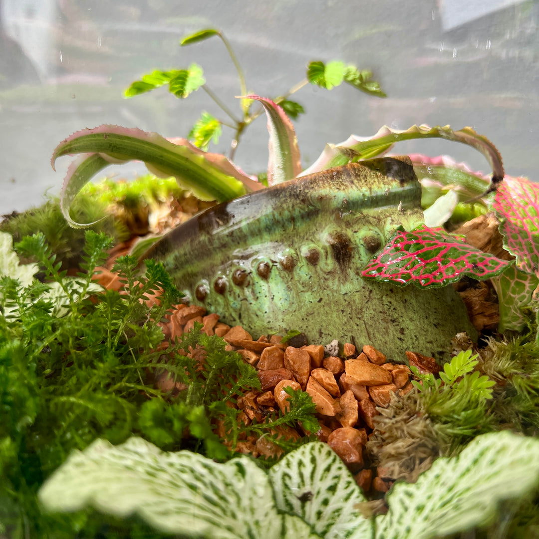 Plant.Studio 'Fallen Fruit' Terrarium