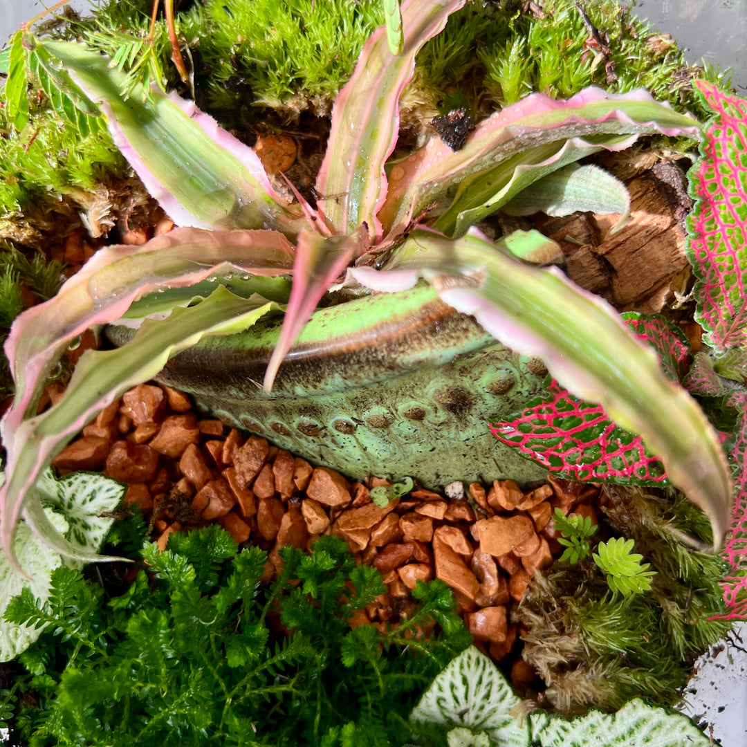 Plant.Studio 'Fallen Fruit' Terrarium