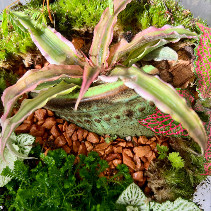 Plant.Studio 'Fallen Fruit' Terrarium