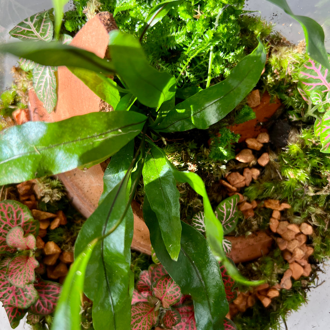 Plant.Studio 'Artemis' Terrarium
