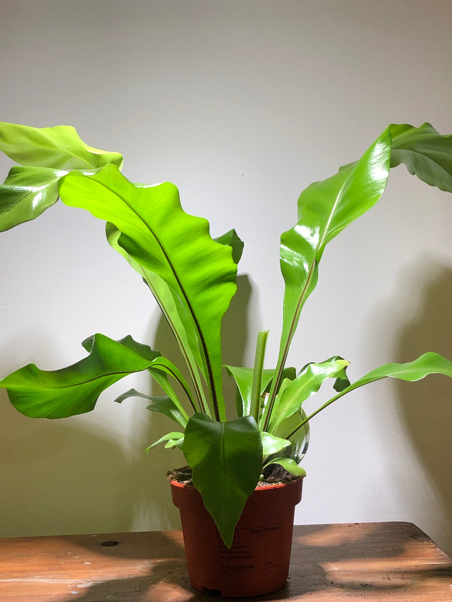 Asplenium Nidus - Birds Nest Fern