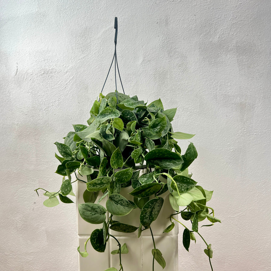 hanging plant with silver leaves Scindapsus pictus 'Silver Ann' – Satin Pothos