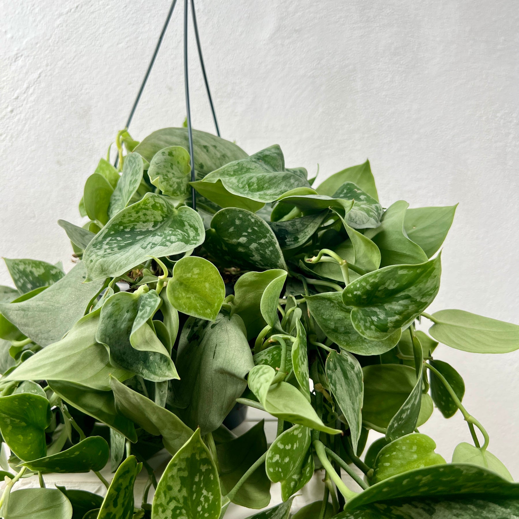 silver ann vs satin pothos Scindapsus pictus 'Silver Ann' – Satin Pothos
