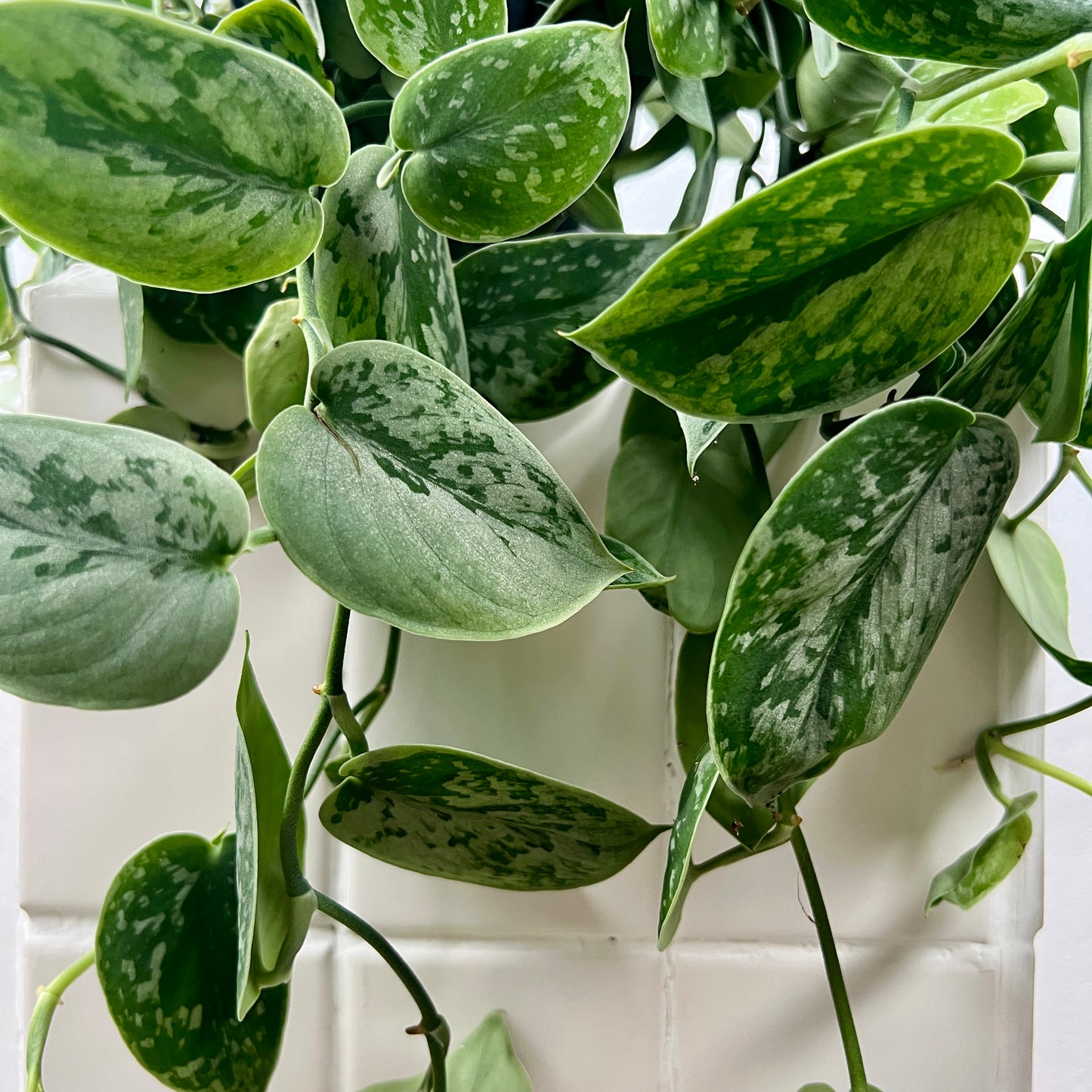 Scindapsus silver ann-  Satin Pothos