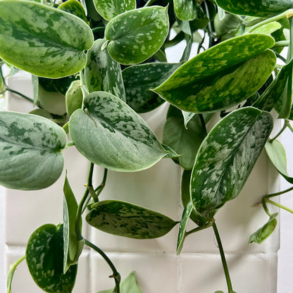Scindapsus silver ann-  Satin Pothos