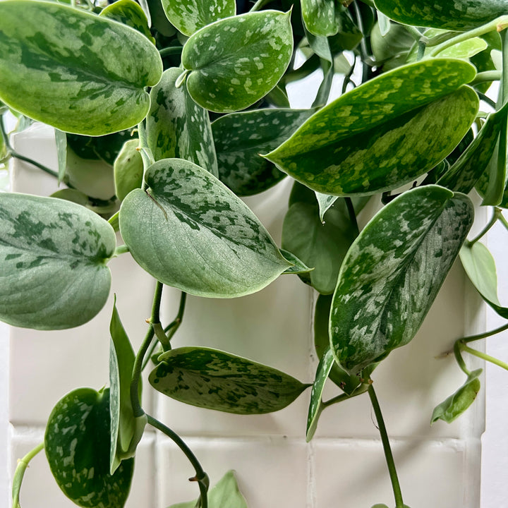 Scindapsus silver ann-  Satin Pothos