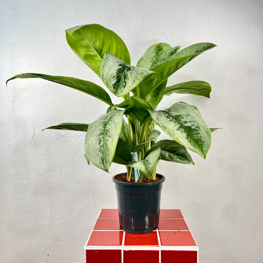 Aglaonema ‘Silver Frost’- Chinese Evergreen