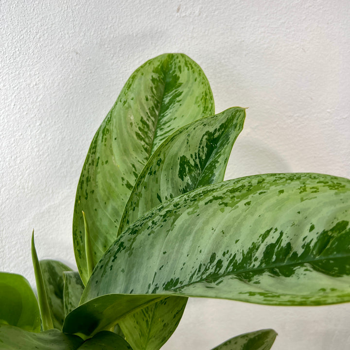 Aglaonema ‘Silver Frost’- Chinese Evergreen