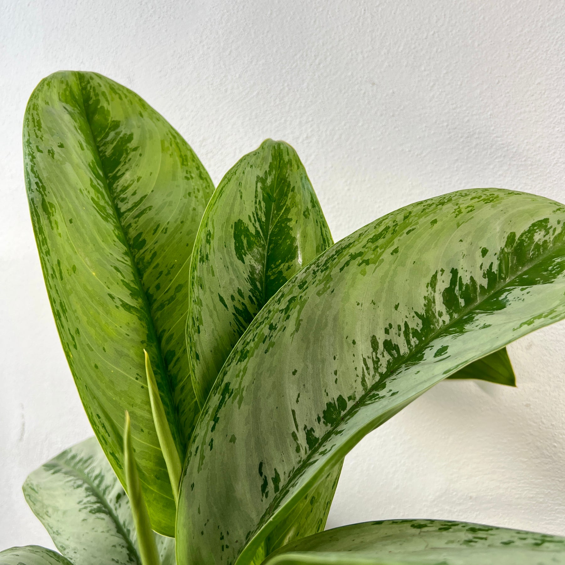 aglaonema white frost Aglaonema 'Silver Frost' – Easy Silver Houseplant