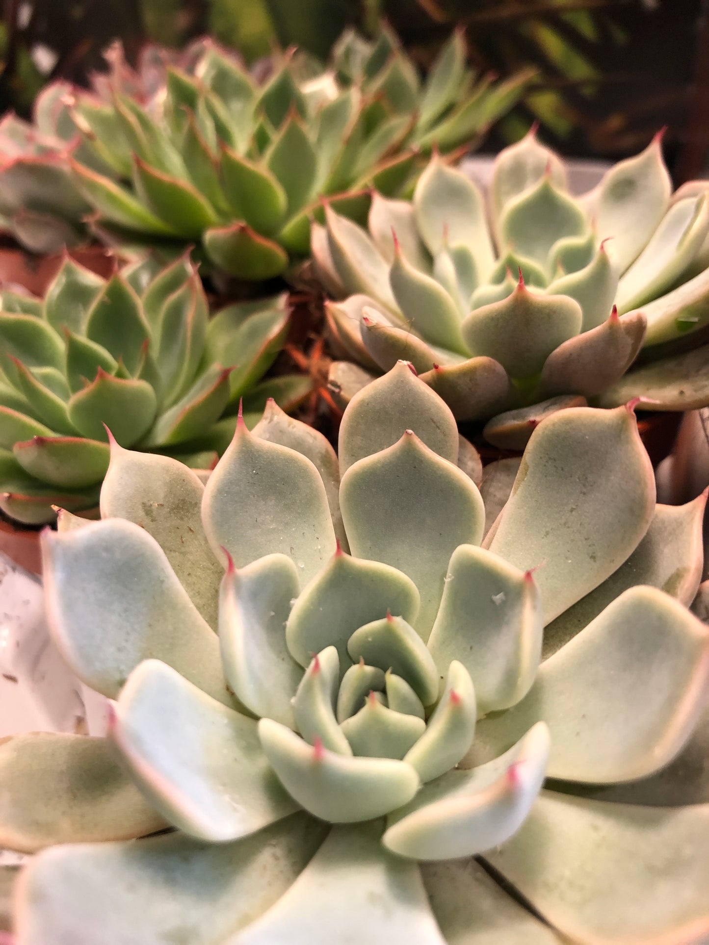 Echeveria - Mix