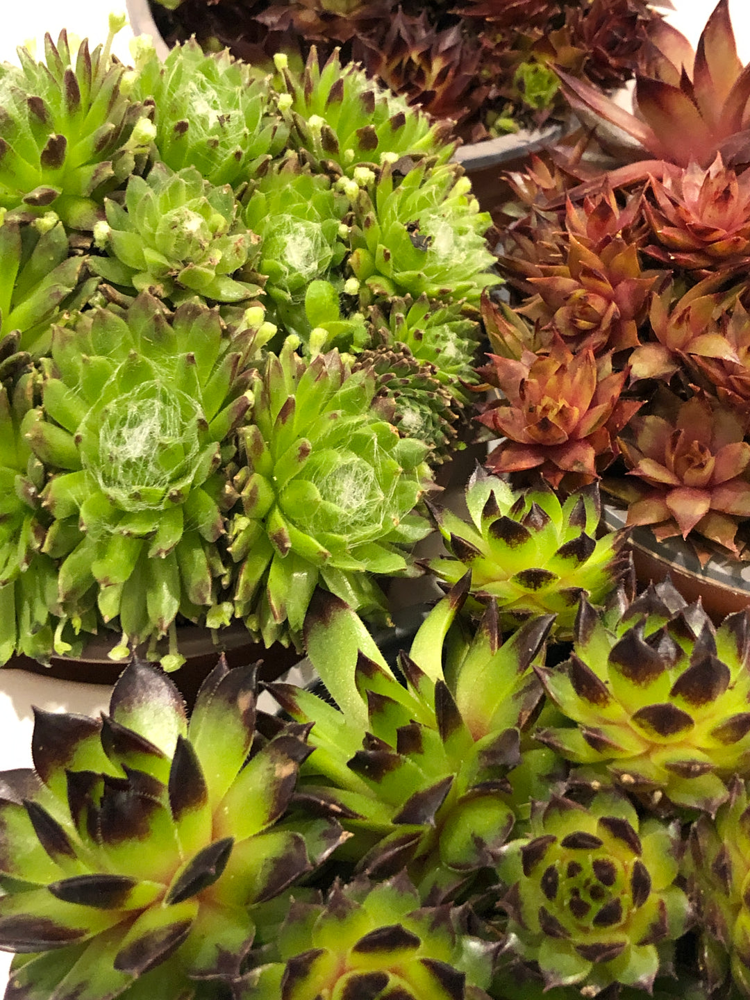 Sempervivum mix - Hens and Chicks