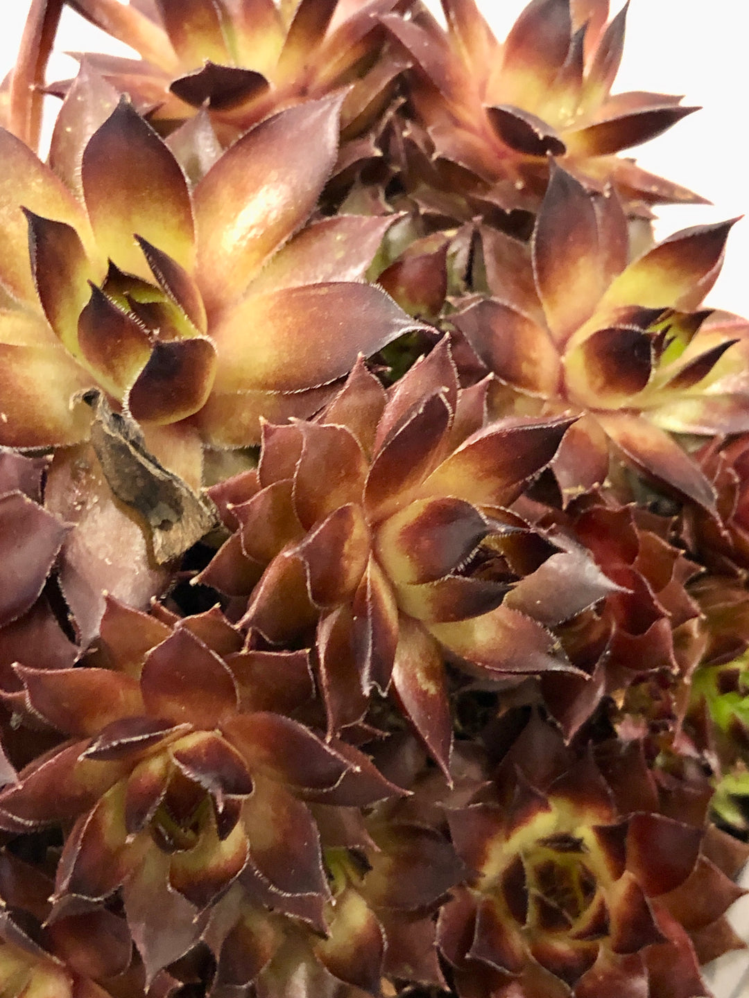Sempervivum mix - Hens and Chicks