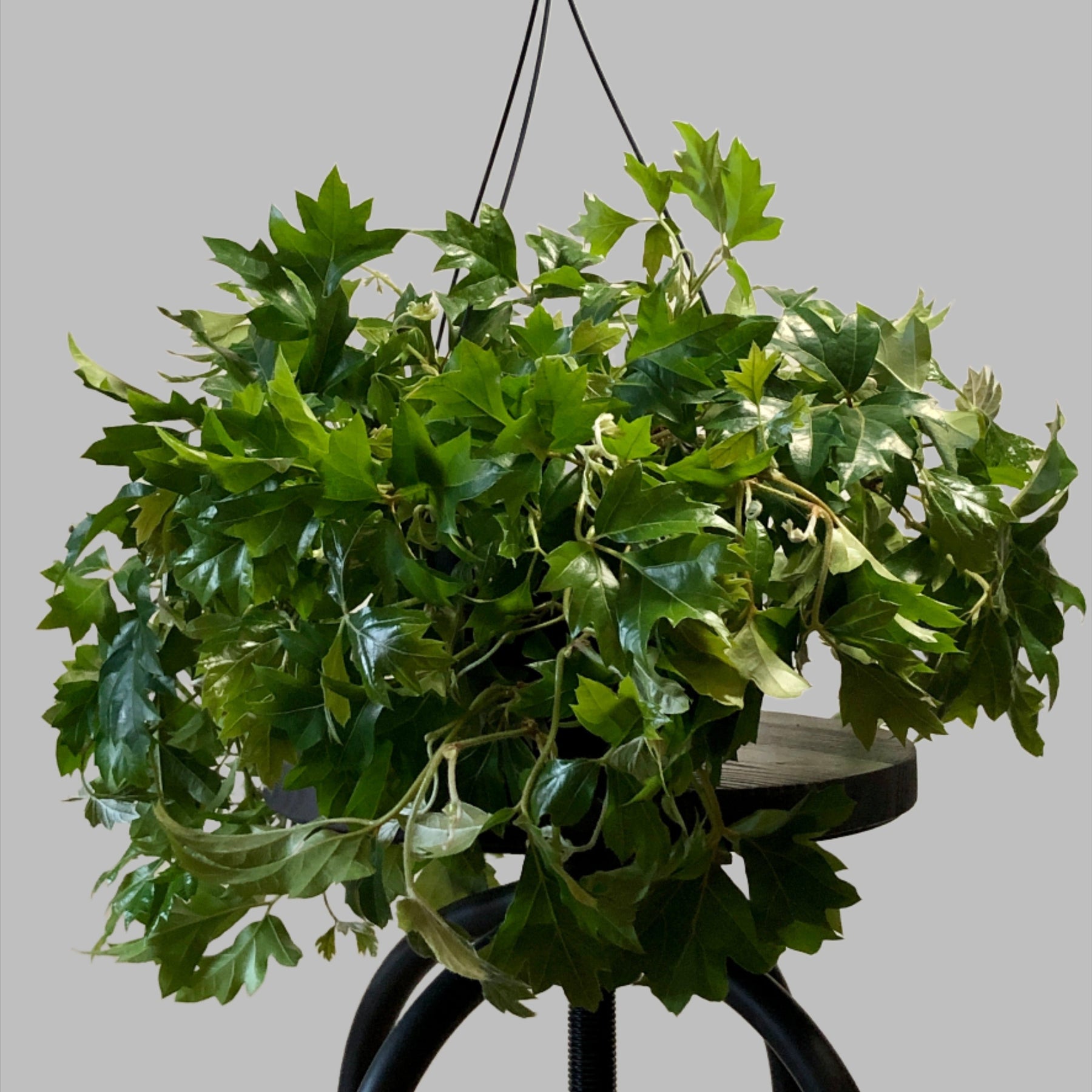 grape ivy house plant Cissus rhombifolia 'Ellen Danica'