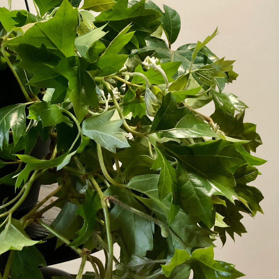 Cissus rhombifolia Ellen Dancia - Grape Ivy