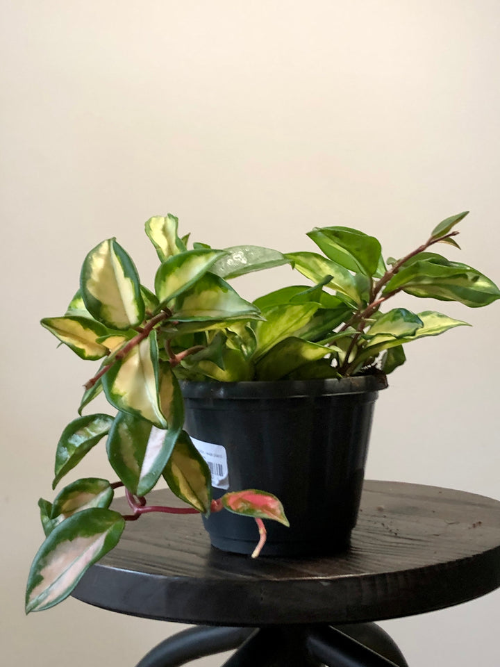 Hoya Carnosa Tricolor - Wax Plant