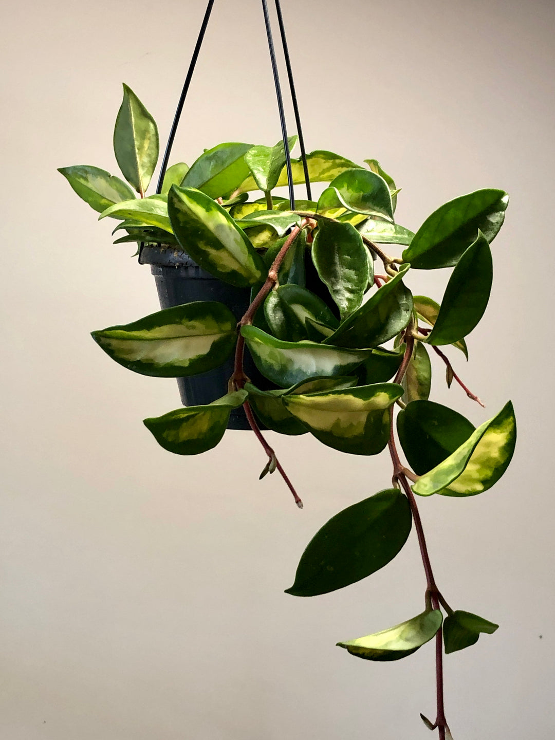 Hoya Carnosa Tricolor - Wax Plant