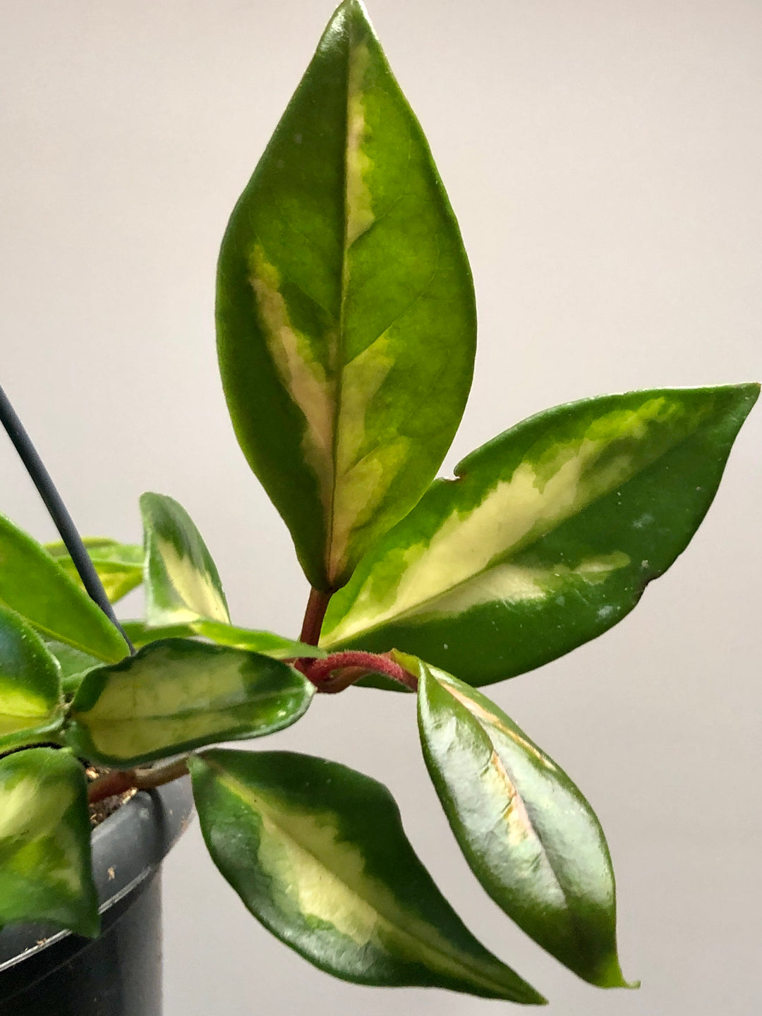 Hoya Carnosa Tricolor - Wax Plant