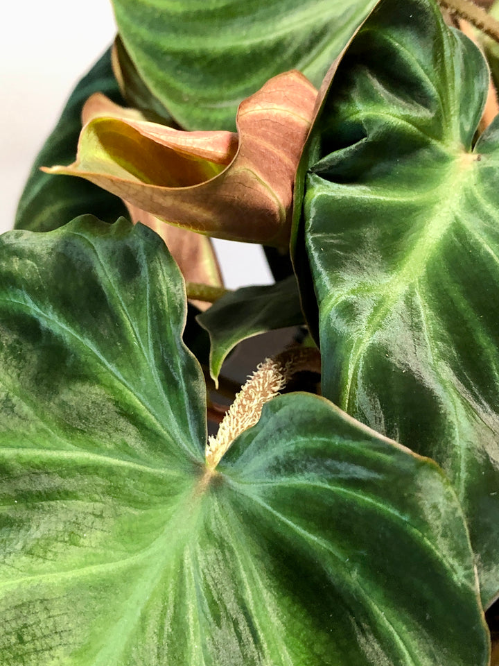 Philodendron Verrucosum 'incensi'
