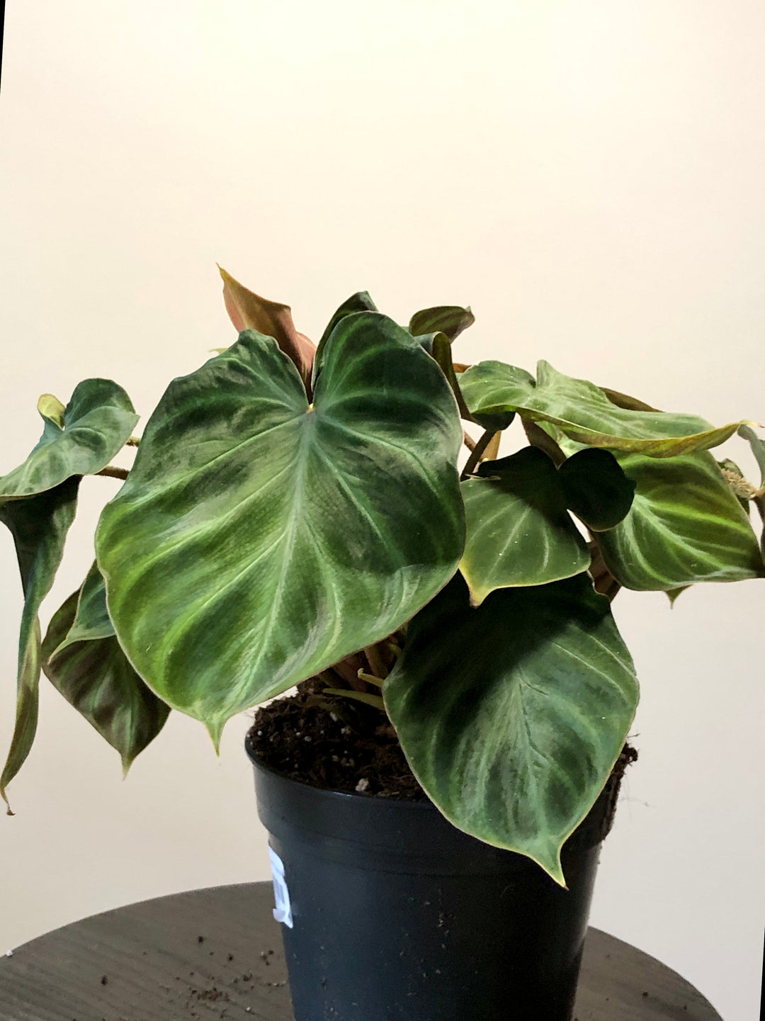 Philodendron Verrucosum 'incensi'
