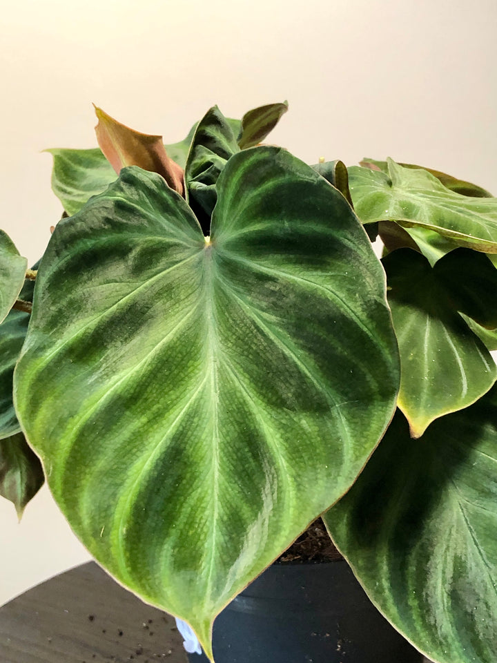 Philodendron Verrucosum 'incensi'