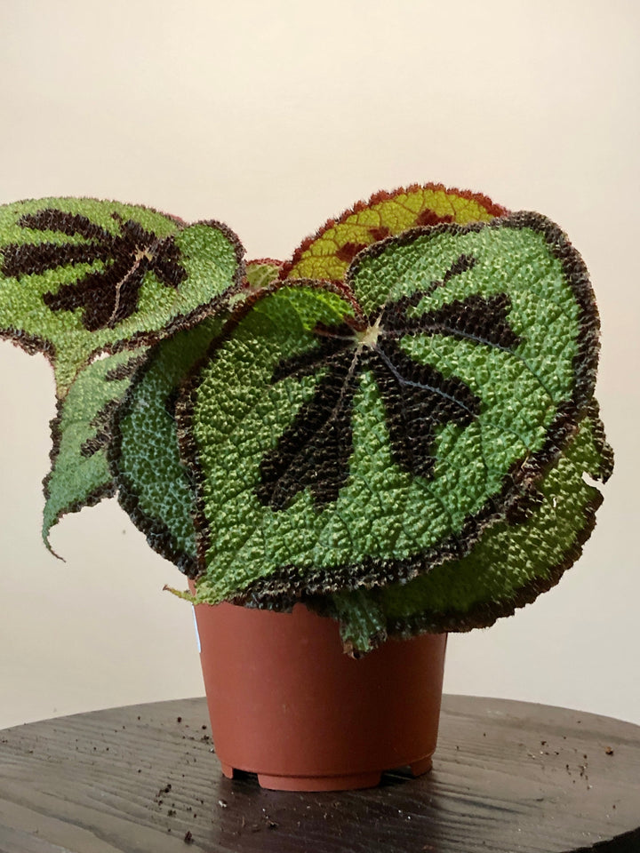 Begonia Masoniana - Iron Cross Begonia