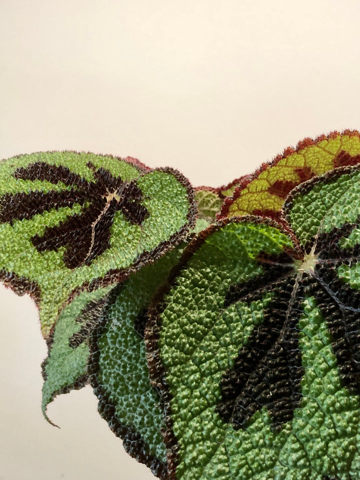 Begonia Masoniana - Iron Cross Begonia