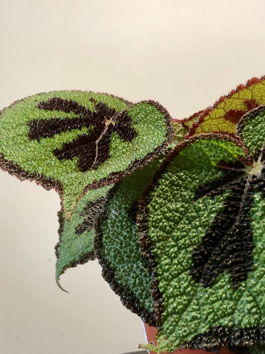 Begonia Masoniana Rock - Iron Cross Begonia