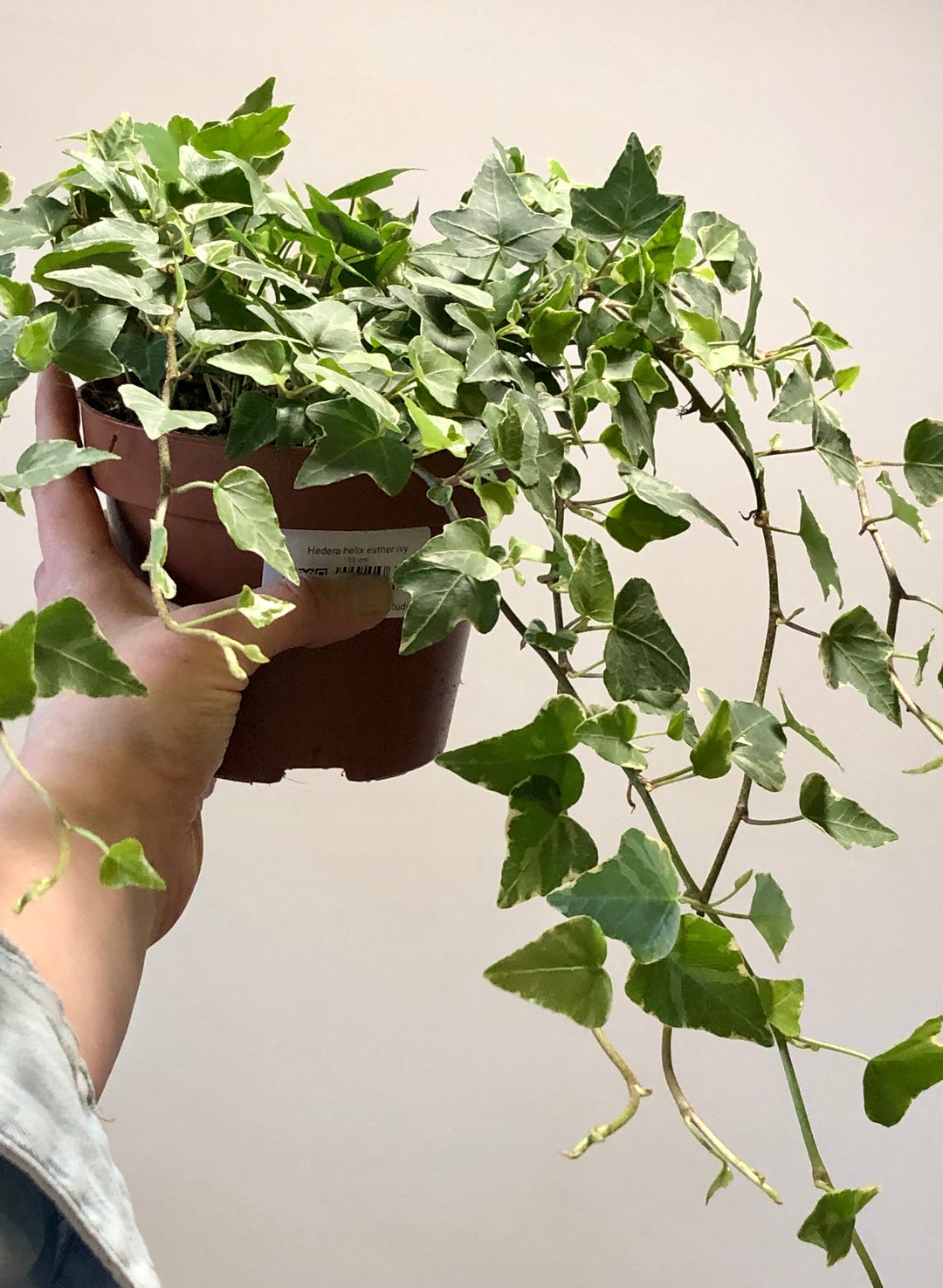 Hedera Helix Esther Ivy