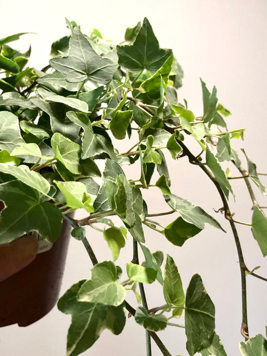 Hedera Helix Esther Ivy