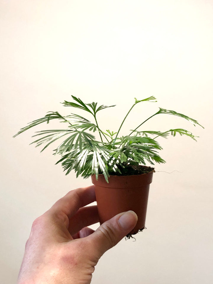 Actiniopteris Australis - Eyelash Fern