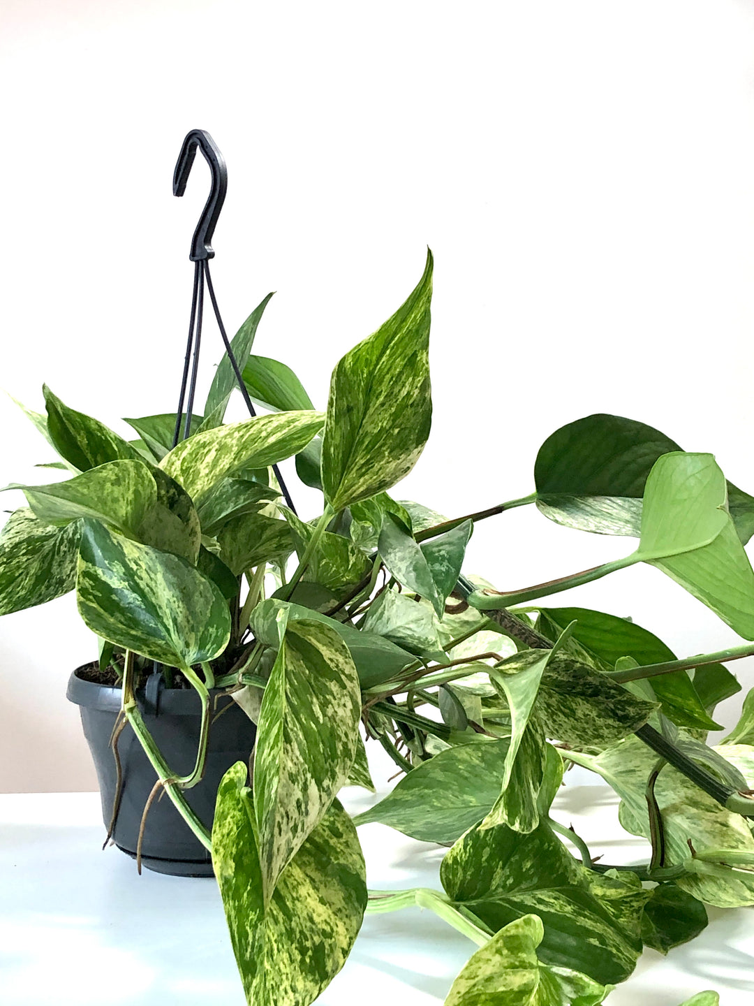 Epipremnum Marble Queen - Marble Queen Pothos