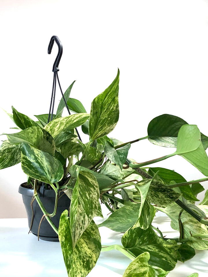 Epipremnum Marble Queen - Marble Queen Pothos