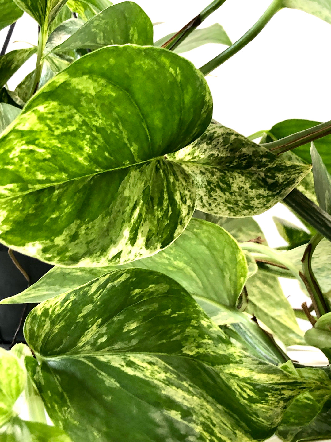 Epipremnum Marble Queen - Marble Queen Pothos