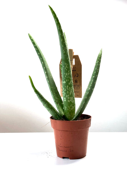 Aloe Vera barbadensis miller